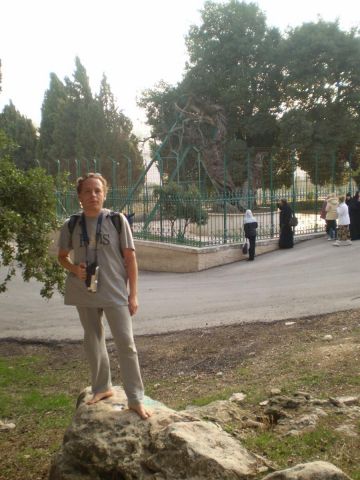 Маврийский дуб