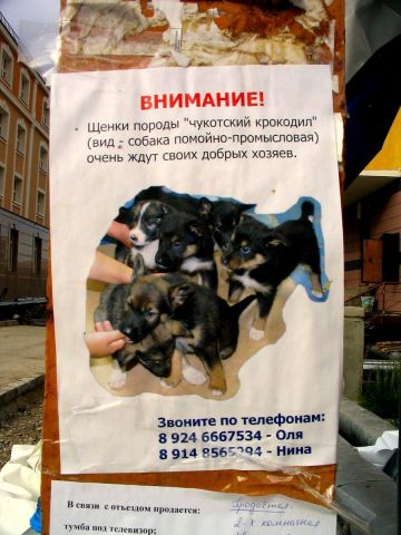 Кому щенка?