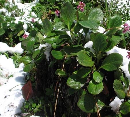 цветущий бадан под снегом