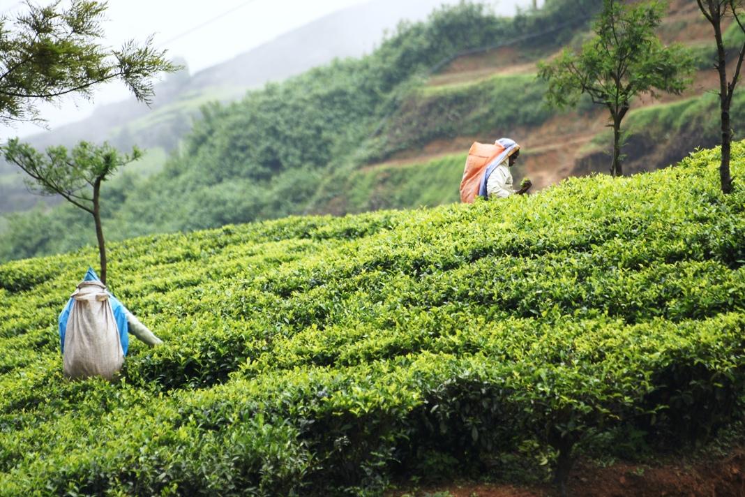 Сбор чая на плантациях Нувара Элии.JPG