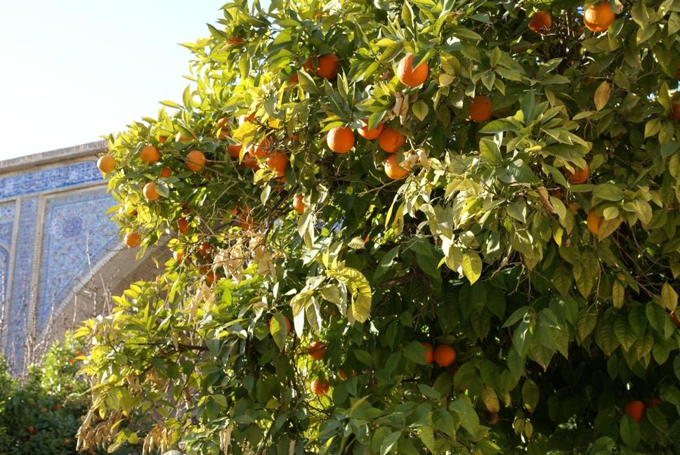Апельсины в дворике медресе.JPG