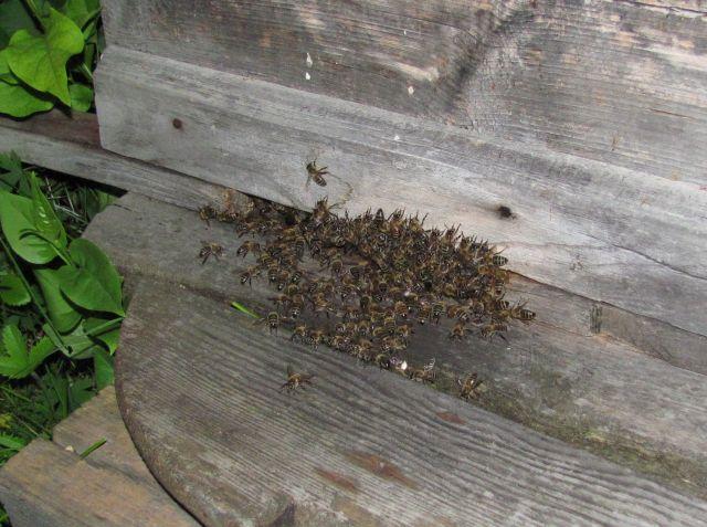 пчелы в ожидании разгрузки поздним вечером