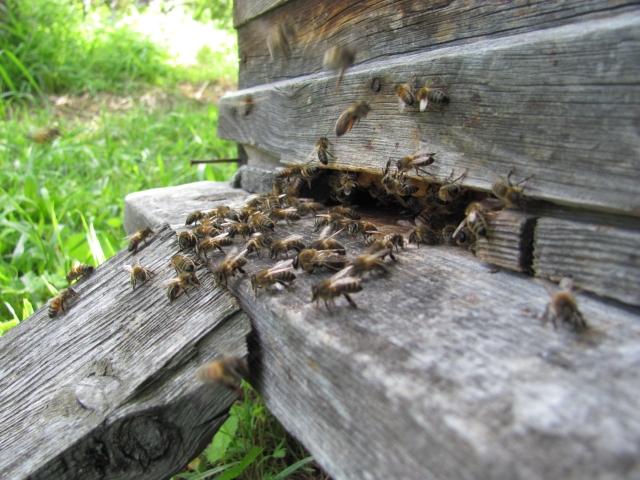пчелы на летке