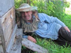 Федор Семеныч на боевом посту наблюдает за летом пчел Федор Семеныч на боевом посту наблюдает за летом пчел