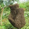 очень большой рой 