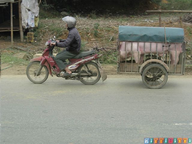 viet08