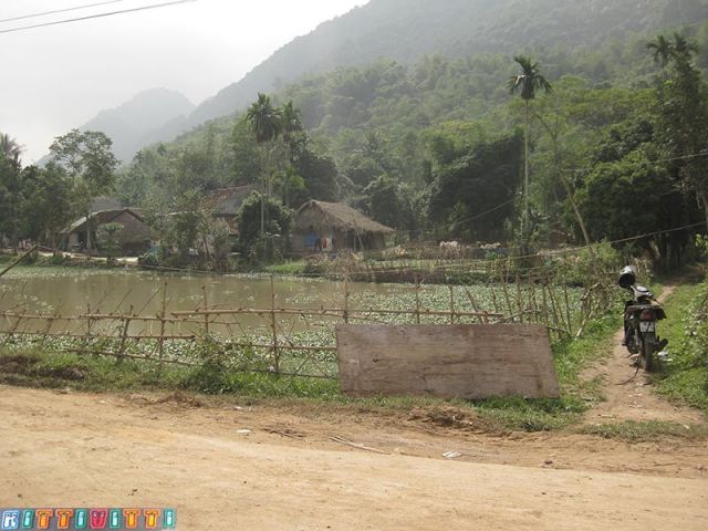 viet50