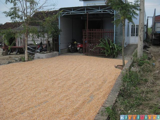 viet9942