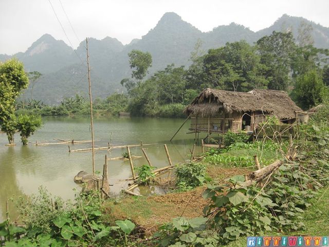 viet52