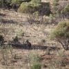 avstralia den1 11 avstralia den1 11