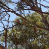 avstralia den5 11