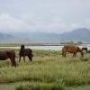 mongolia 3 19 mongolia 3 19