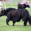 mongolia 3 9 mongolia 3 9
