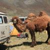 mongolia_5_24.jpg