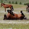 mongolia 7 1 mongolia 7 1