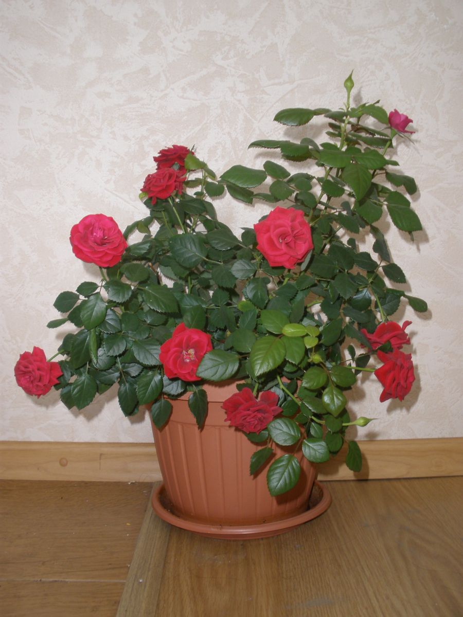 P5250387 лично вырощенная Моя роза