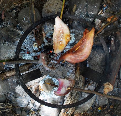 Морский лисицы