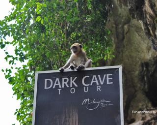 monkey_dark_cave.jpg
