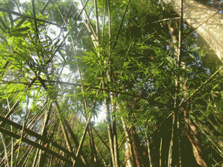 Bambuk.gif