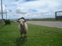 Peru_Titicaca_01.JPG