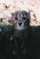 cheetah_baby.jpg